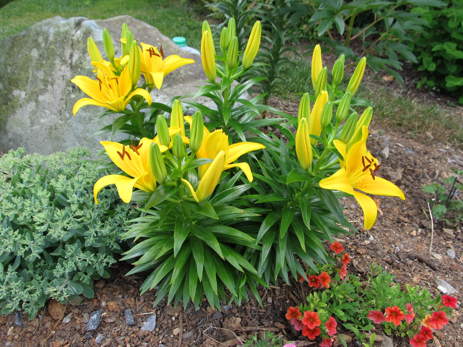 Comparing Oriental Lilies To Asiatic Lilies What Grows There Hugh 