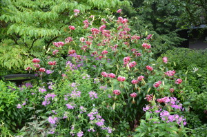 'Black Beauty' Orienpet Hybrid Lily 