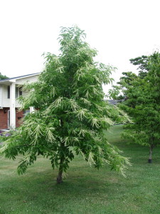 Young Sourwood Tree