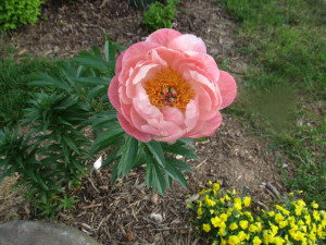 Spring flowering Peony