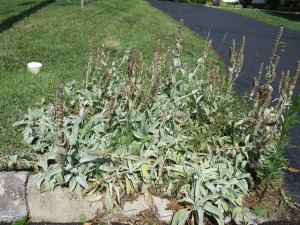 Clean-up of Old Blooms in Lambs ears (Stachys byzantina)