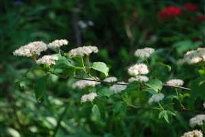 Cyme flowers of Mapleleaf viburnum