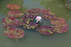 Tropical waterlily (day blooming)