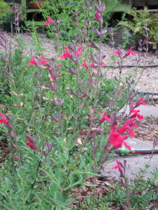 Salvia 'Furman's Red' 