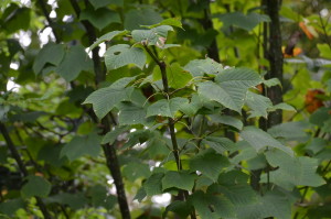 Acer rufinerve foliage