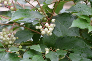White fruits in September