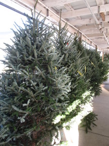 Cut christmas trees for sale