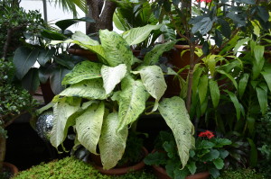 Collection of House Plants at Biltmore Estates, Asheville, NC