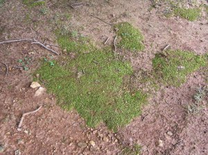 Lawn moss (photo by Dr. Tom Samples, Extension Turf Specialist, Univ. of Tennessee, Knoxville