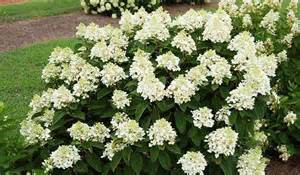 'Baby Lace' hydrangea (Photo from Gardeners' Confidence)