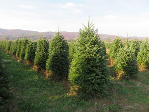 Christmas Tree Farm in SW Virginia