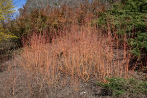 Winter color of stems