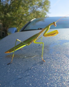 Praying Mantis -Chinese on hood of car