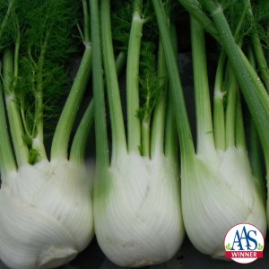 'Antares' fennel