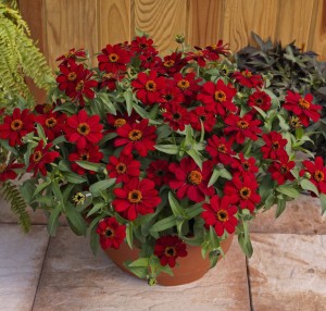 "Profusion Red' zinnia (Photo from AAS)