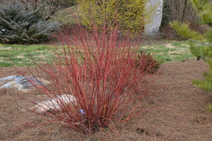 'Arctic Fire dogwood at Univ. of Tennessee Gardens in Knoxville