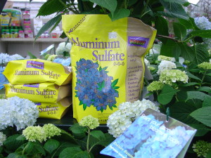 Fertilizer sales tip in display of hydrangeas