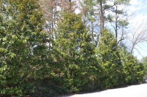Screen of Southern Magnolia