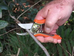 Small Dramm pruner perfect for small 1/4 inch pruning cuts