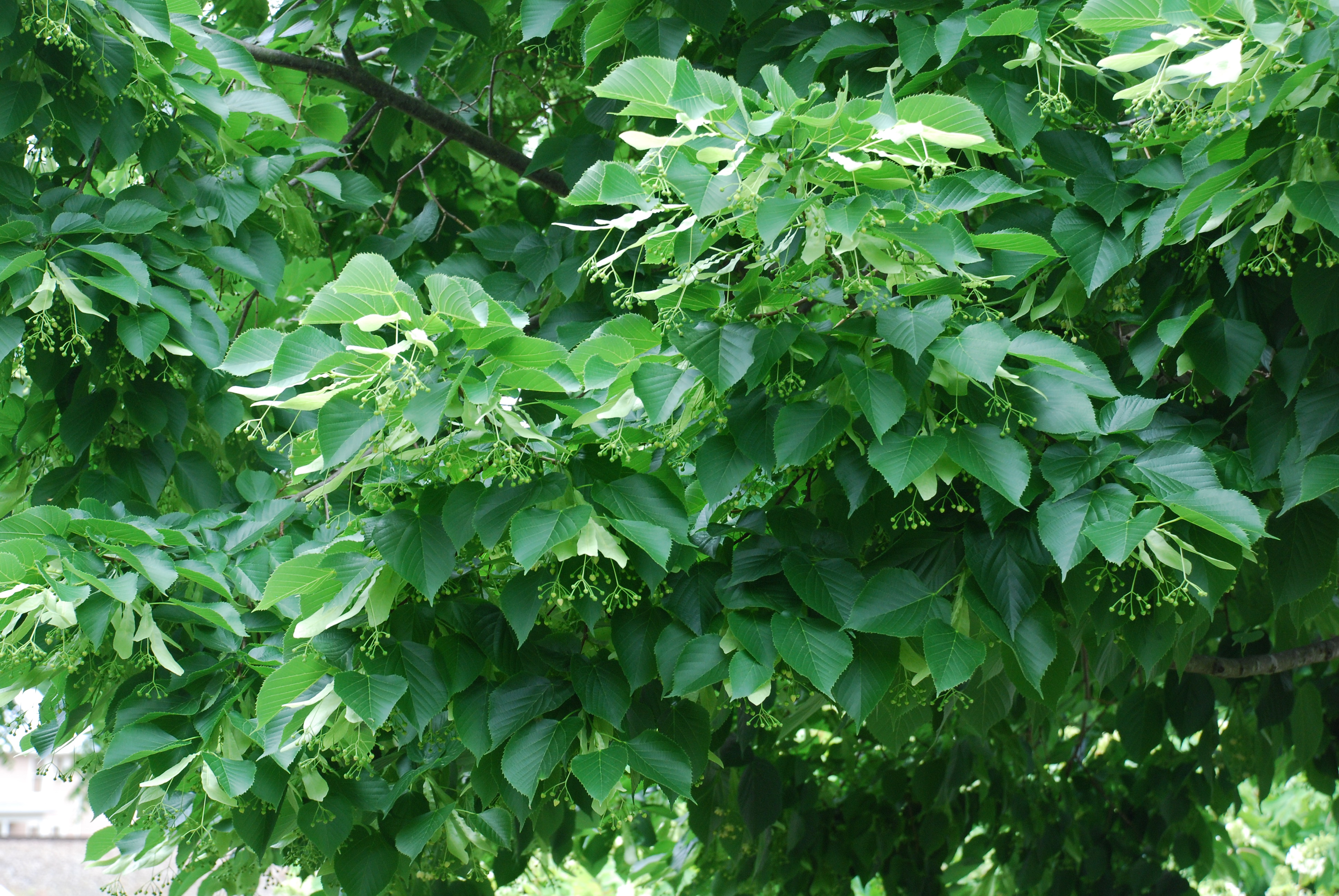 American Basswood or Linden - North American Insects & Spiders