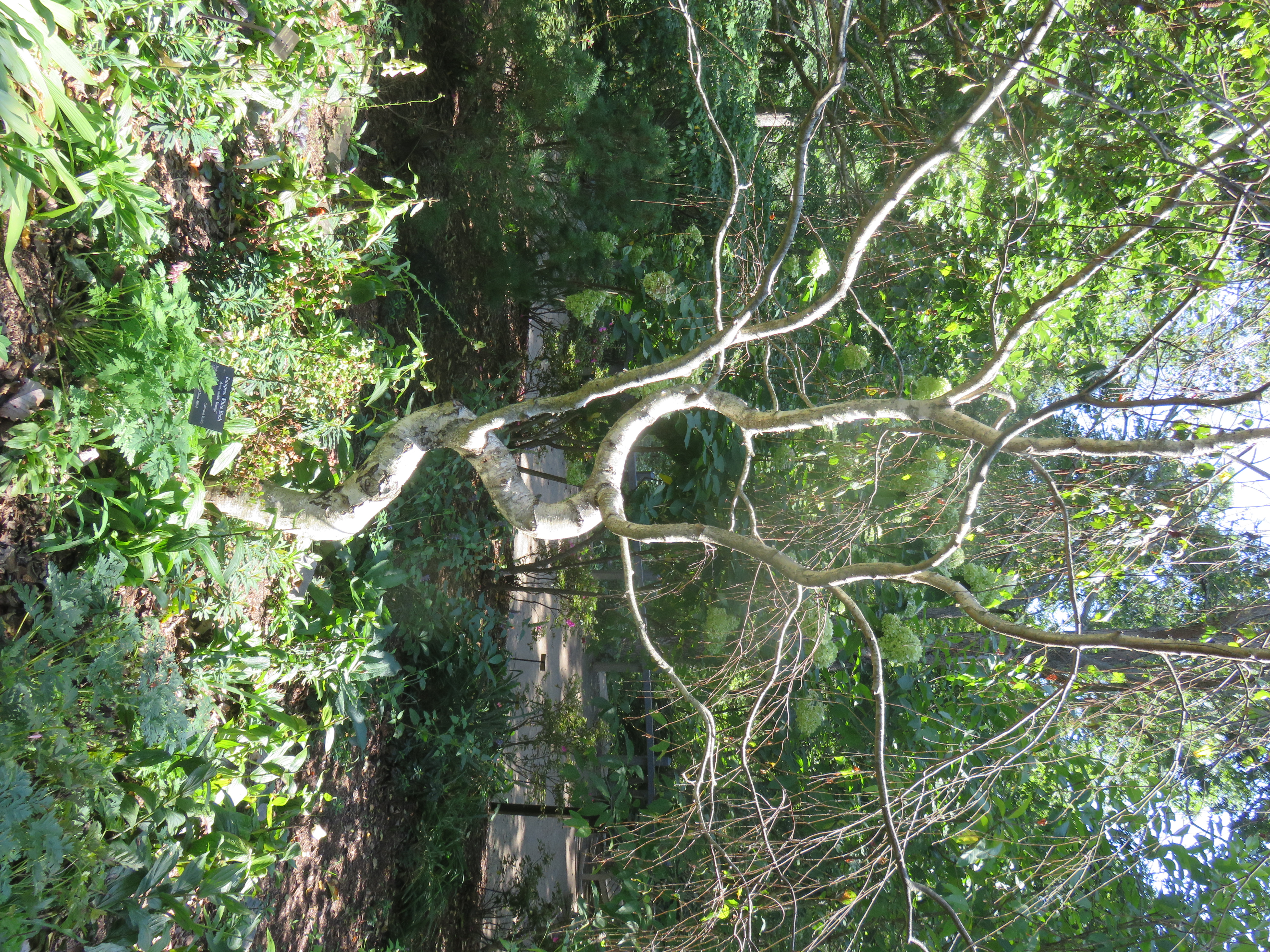 Birch tree water activity on Wachanga