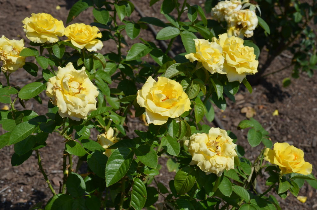 Seven Step Care Tips For Container Roses What Grows There Hugh Conlon Horticulturalist