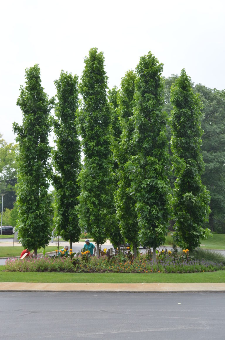 Four Large Street Trees With A Narrow Vertical Look | What Grows There