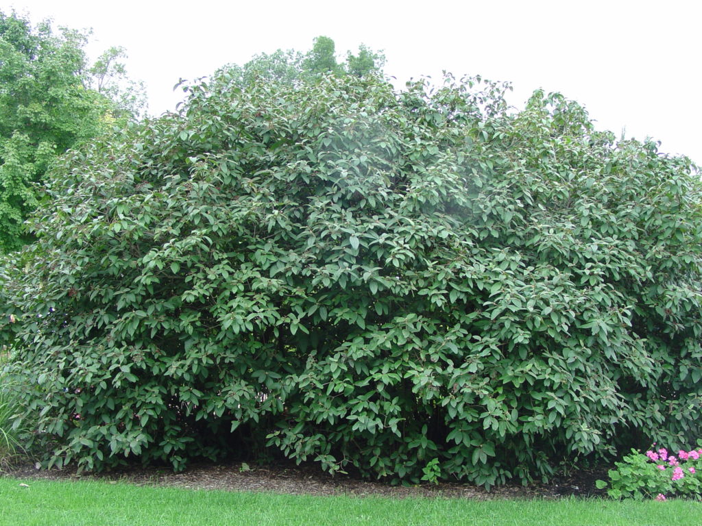 ‘Alleghany’ Viburnum Is A Four Season Gem What Grows There Hugh Conlon, Horticulturalist