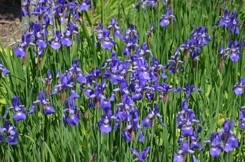 Easy To Care Siberian Iris | What Grows There :: Hugh Conlon ...