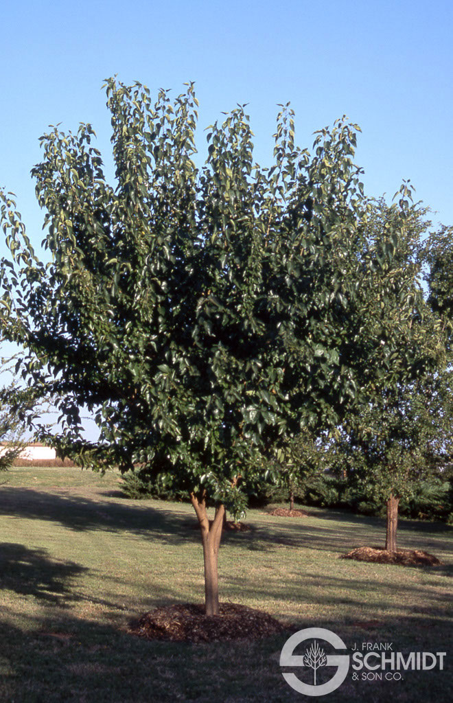 Osage Orange As A Landscape Tree What Grows There Hugh Conlon