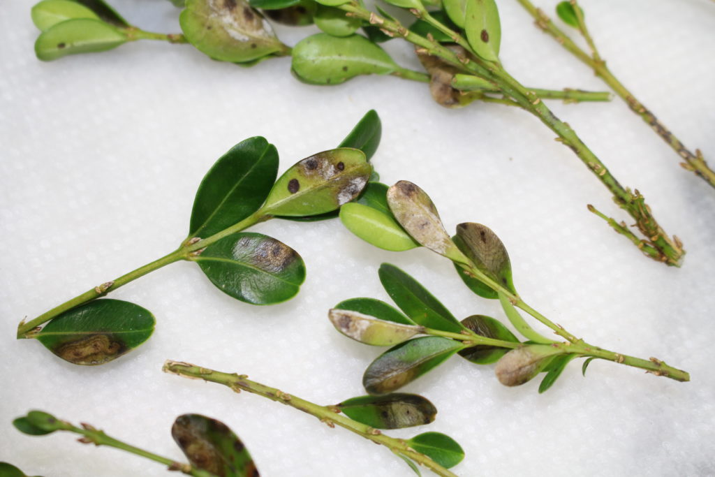 What Stops Boxwood Blight