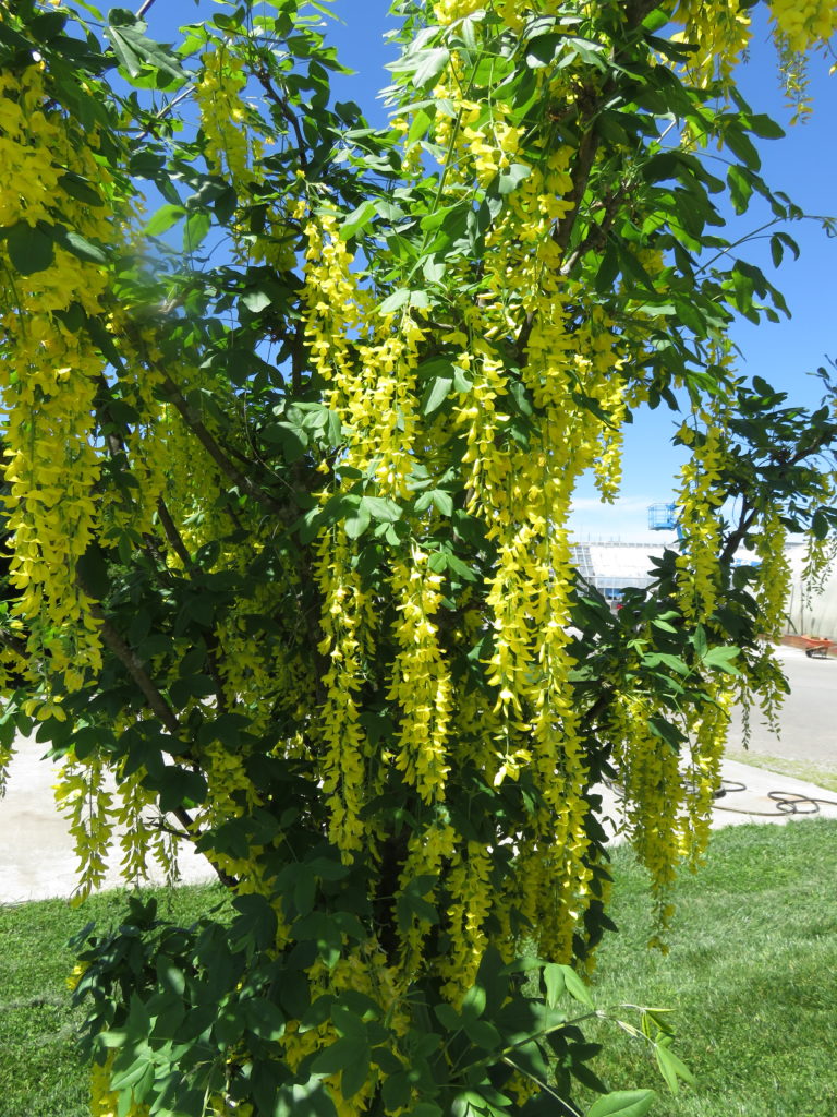 Laburnum (golden chain) trees and purple alliums in bloom at