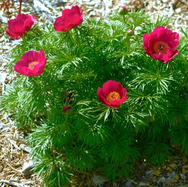 Tips On Growing Fern Leaf Peony What Grows There Hugh Conlon
