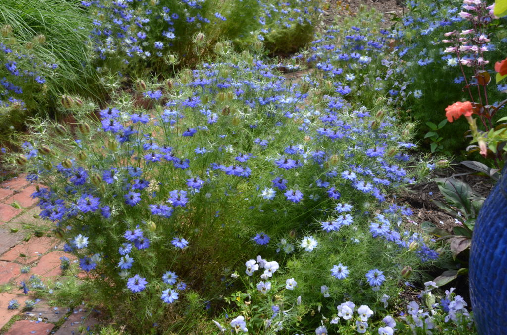  CHUXAY GARDEN Blue Nigella Damascena-Devil in The  Bush,Love-in-a-Mist 500 Seeds Native Wildflower Decor Garden Easy to Grow &  Maintain : Patio, Lawn & Garden