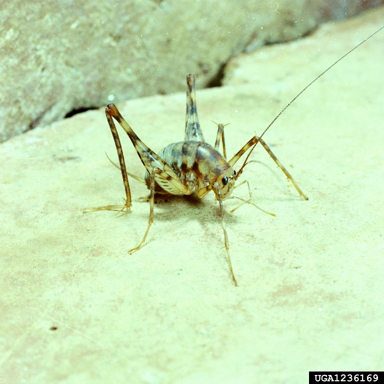 Camel Crickets (Cave Crickets)  Missouri Department of Conservation