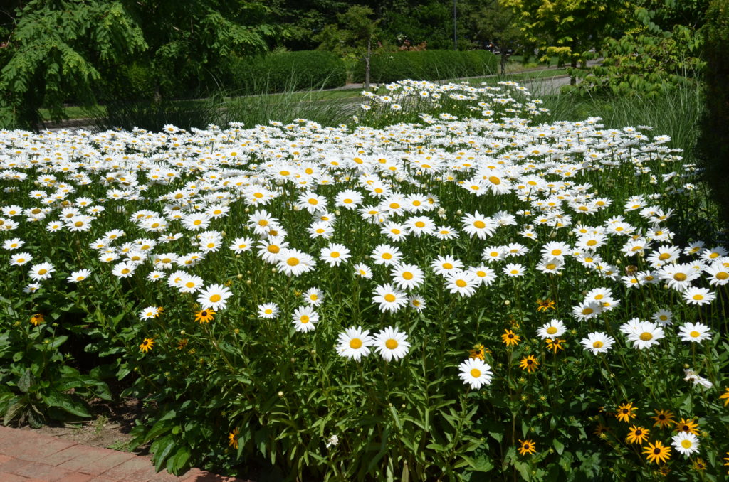 How to Grow Shasta Daisies - Growing In The Garden