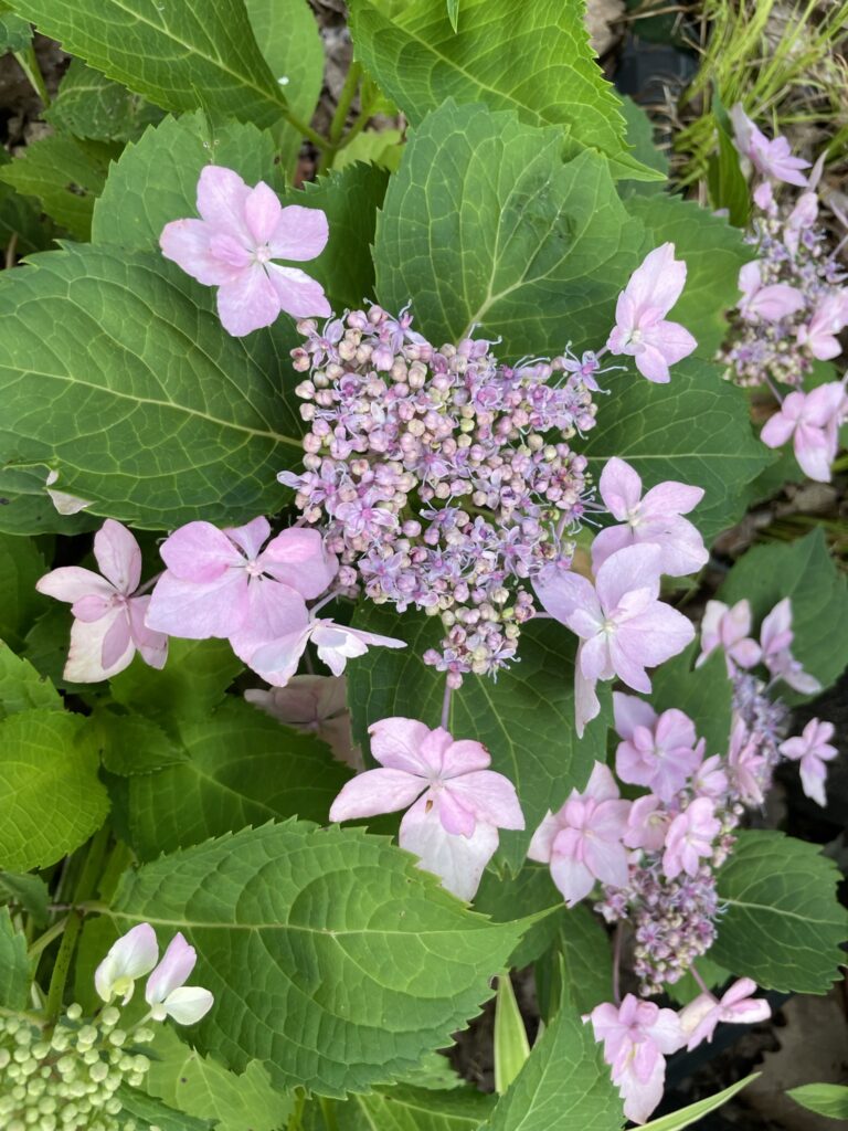 Hydrangea Tuff Stuff Ah-Ha