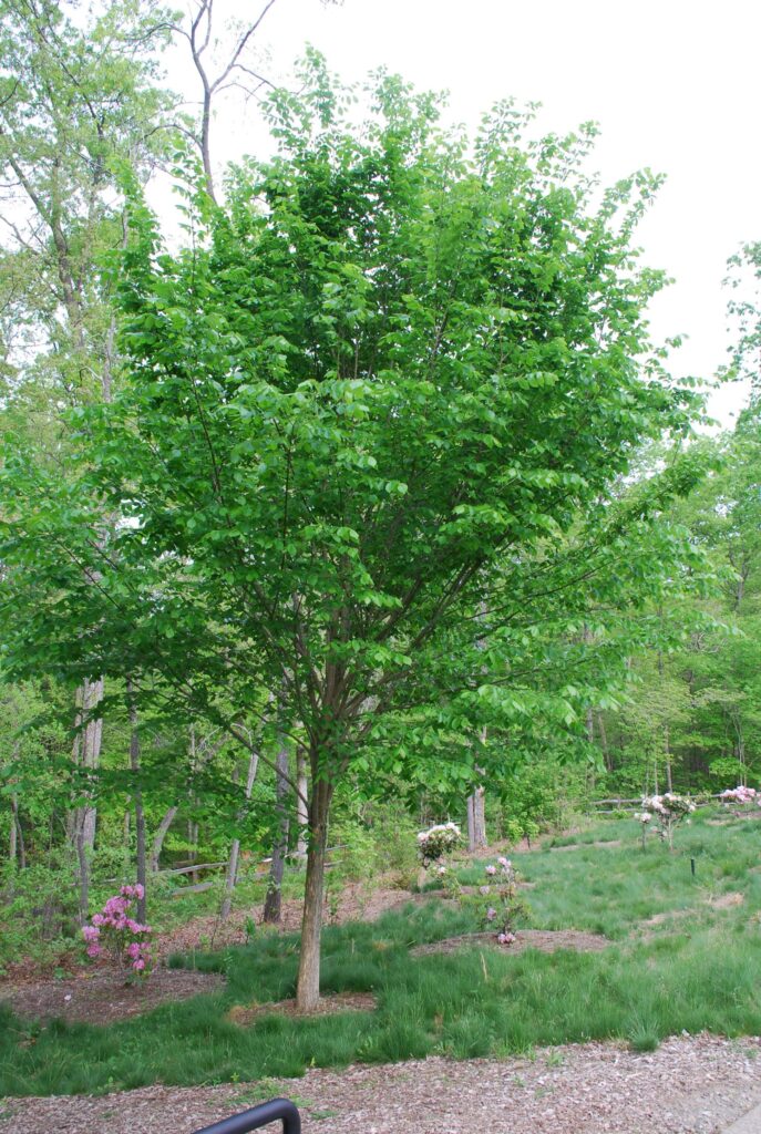 Ulmus americana 'Princeton'